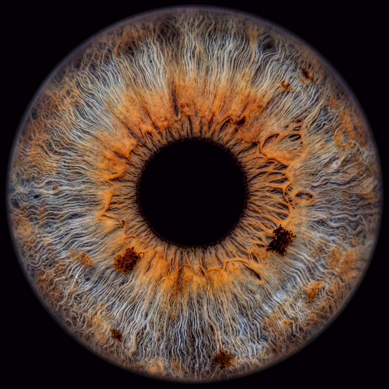 Iris — image 2 sur 4