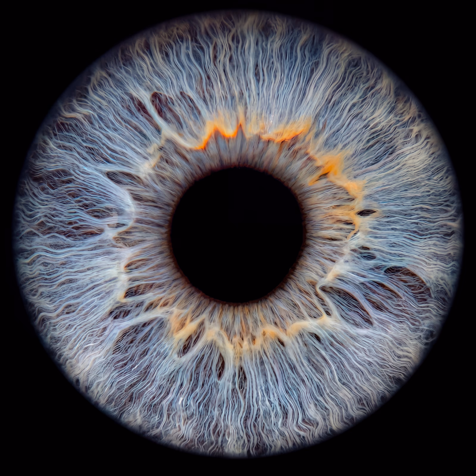 Iris — image 3 sur 4