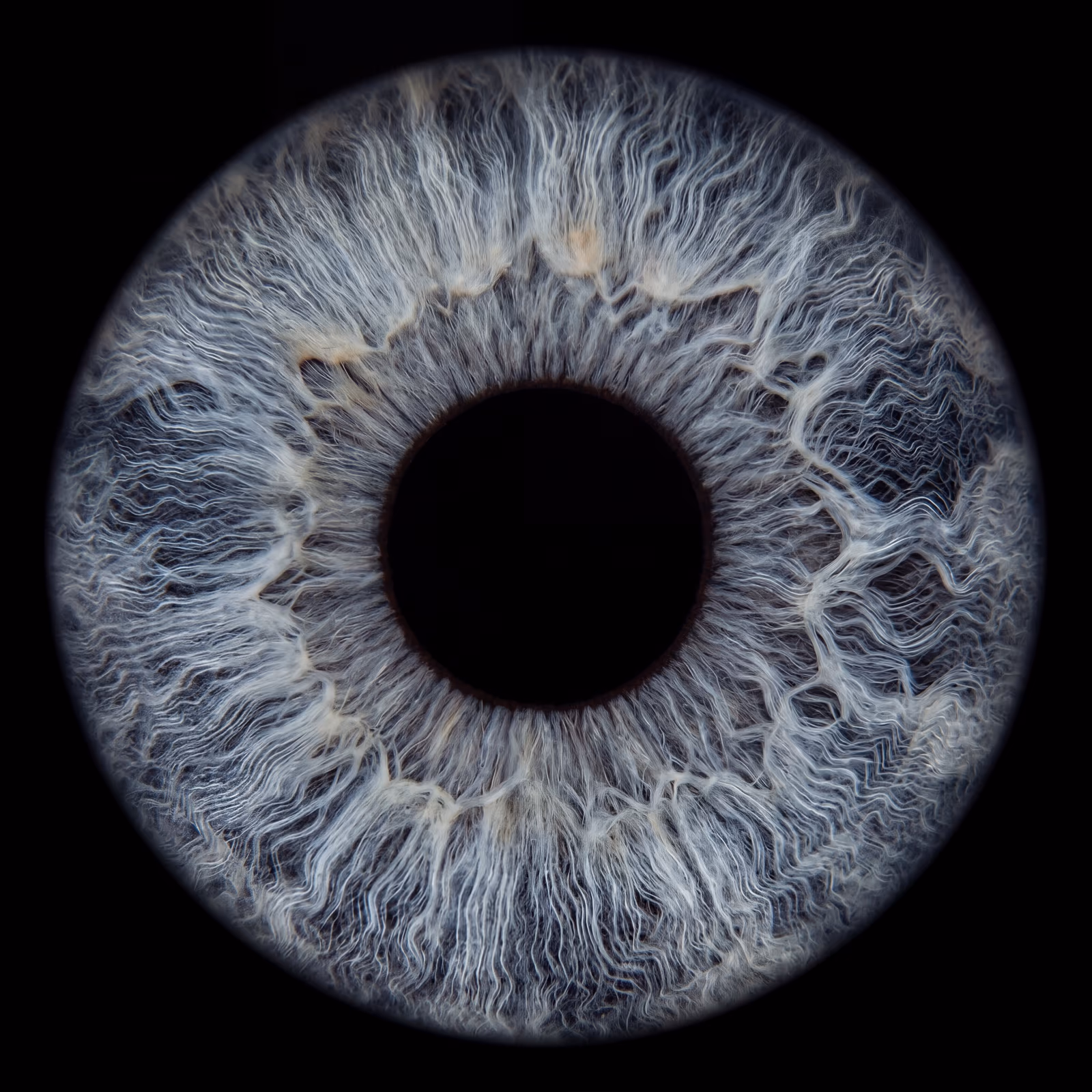 Iris — image 4 sur 4