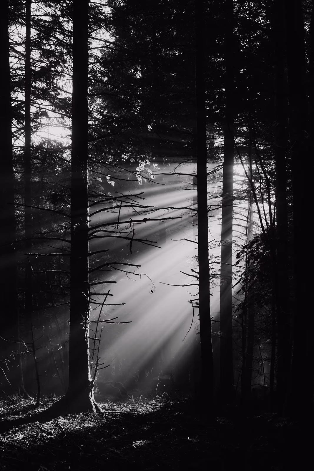 Végétal — image 3 sur 3