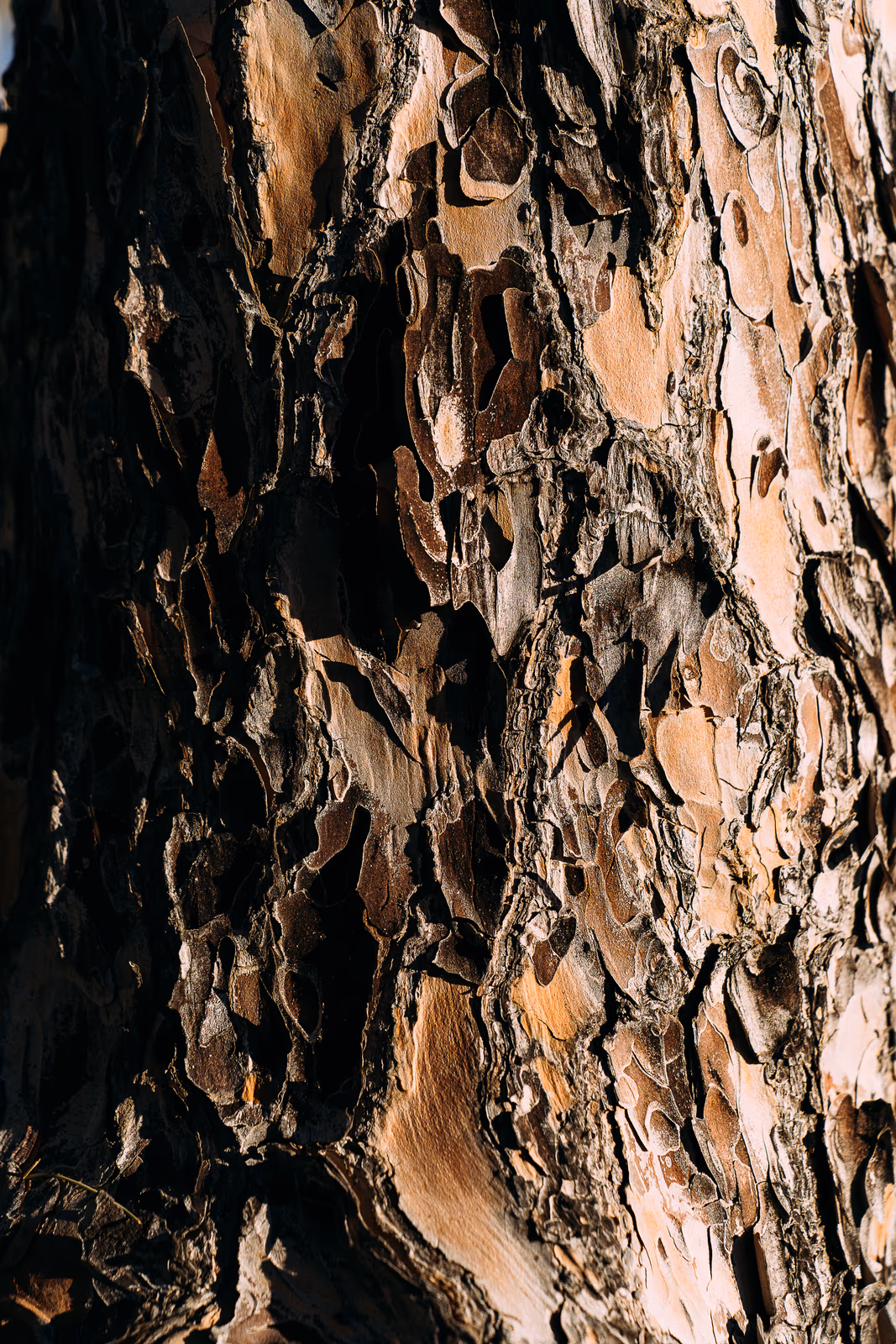 Textures — image 19 sur 26