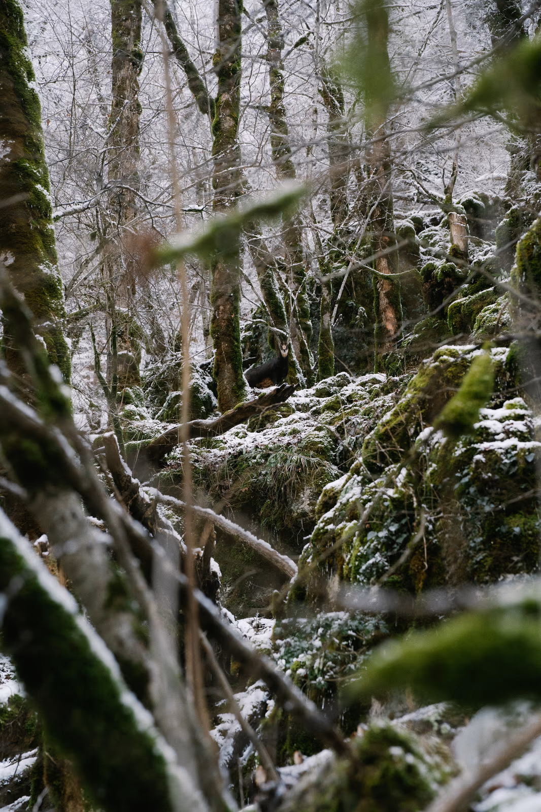 Hiver — image 7 sur 10